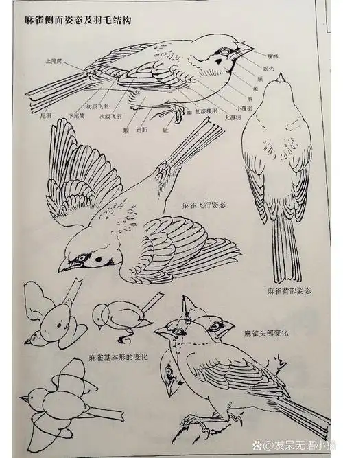 麻雀姿态及羽毛结构 绘画教程 美术