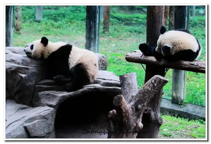 重庆-杨家坪-动物园
