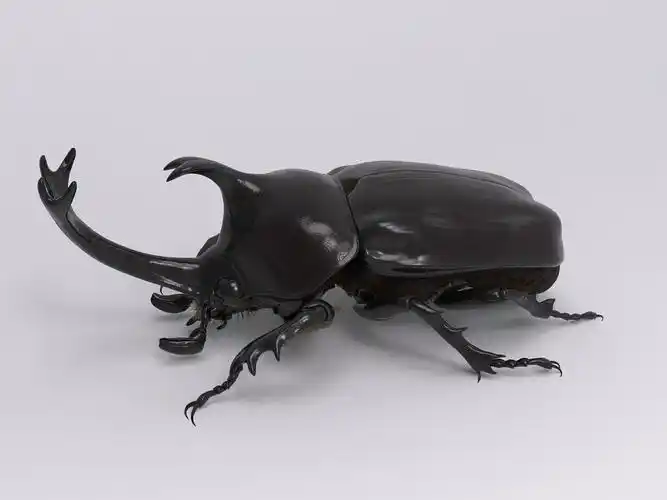 甲虫独角仙keyshot渲染