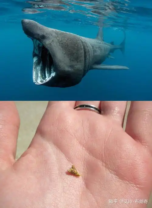鲨鱼咬人只咬一口? - 知乎