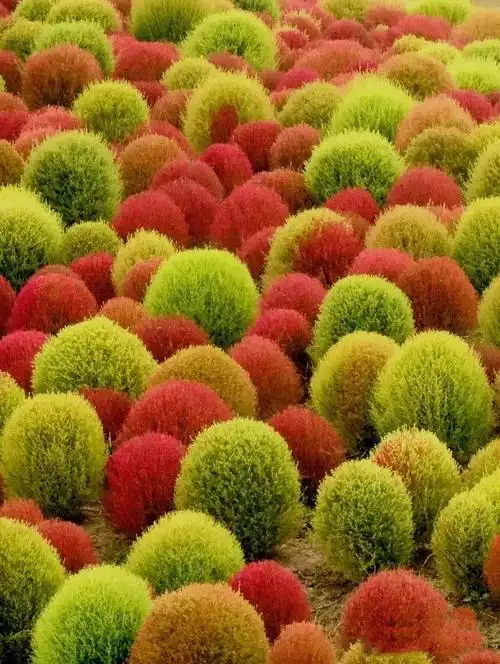 高能预警全球最大地肤草花海进入最佳观赏期