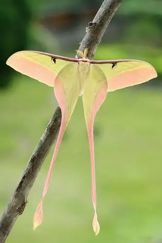 鳞翅目天蚕蛾科天蚕蛾