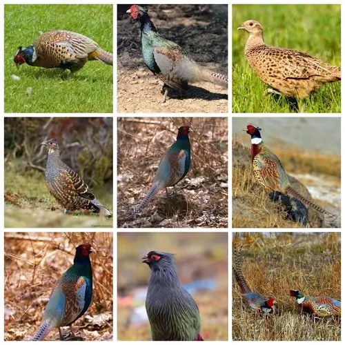 雉鸡:轻萌惕厉一精灵