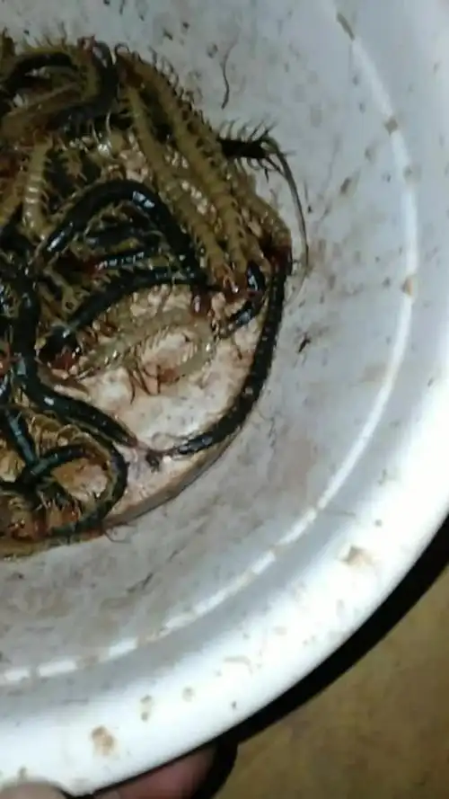 昨天晚上抓的蜈蚣.