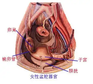 盆腔积液是怎么引起的呢