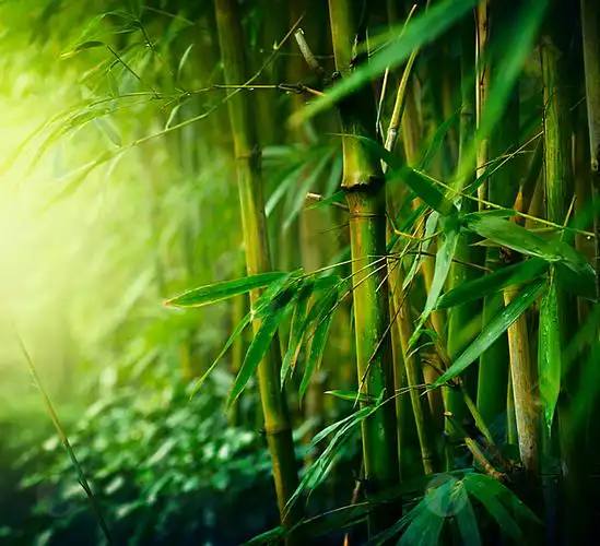 绿色幽静竹林背景高清图片下载