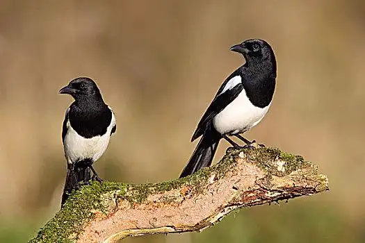 喜鹊图片_喜鹊图片大全_喜鹊电脑壁纸