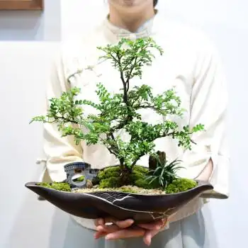 自然空间胡椒木盆景清香木盆栽造型室内植物客厅办公桌面好养植物四季