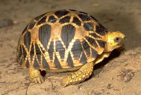 p>缅甸星龟(学名: i>geochelone platynota /i> )是陆龟科,象龟属