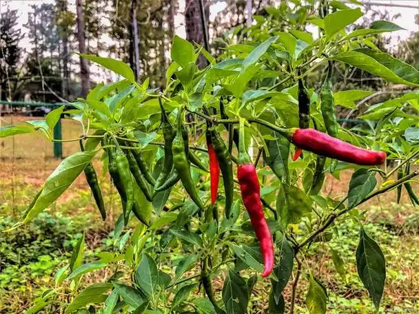 梦见青辣椒树上结很多青辣椒