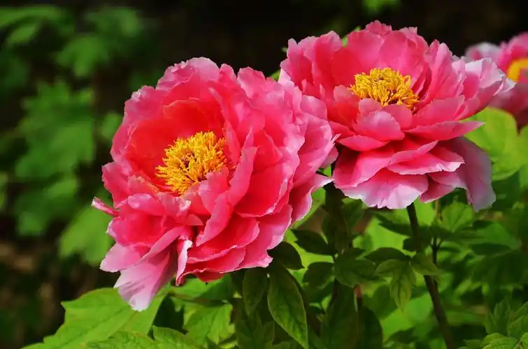 其它 唯有牡丹真国色 写美篇王城公园的牡丹花花型更美 面积不大,比较