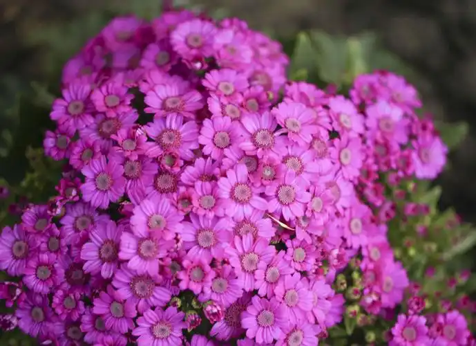 富贵菊(瓜叶菊)