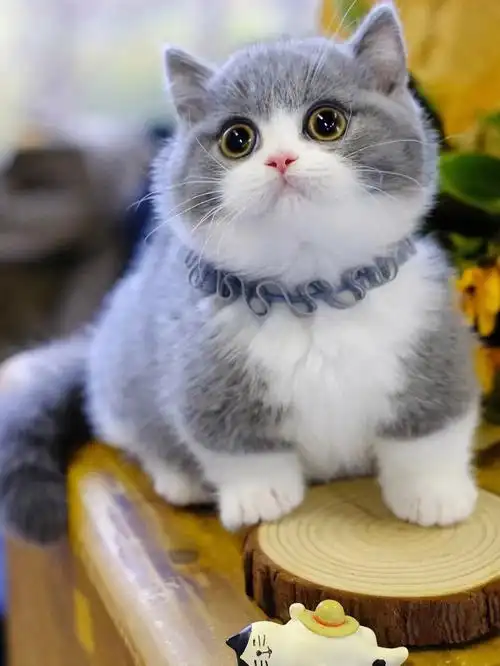 精品蓝白曼基康矮脚猫曼赤肯短腿猫