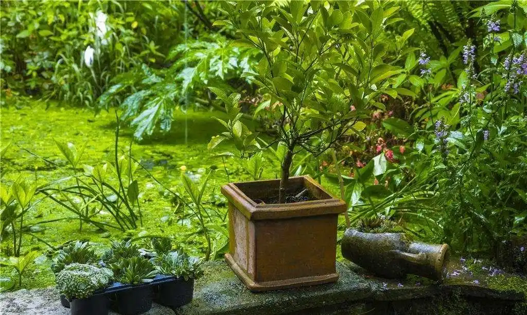 这3种"阴生花",越是阴凉长势越好,不用光照一样花开满盆