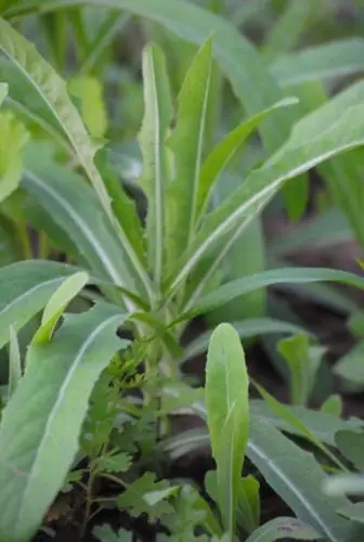 展开全部 苣荬菜 俗名苦麻菜