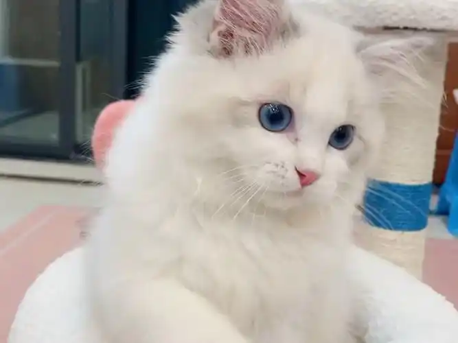 蓝山布偶 找家长