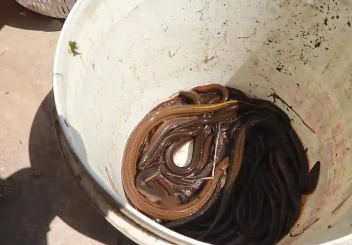 放了一个晚上捕捉黄鳝的地笼看看有多少收获市场上卖的不便宜