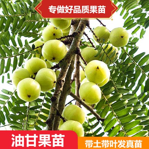 油甘果树苗新品种特大特甜余甘子果盆栽地栽阳台庭院带土带叶包邮