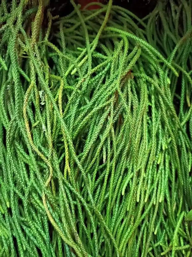 广西大瑶山野生马尾千金草.