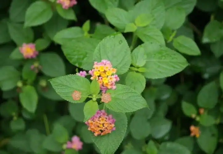 臭花草的功效与作用