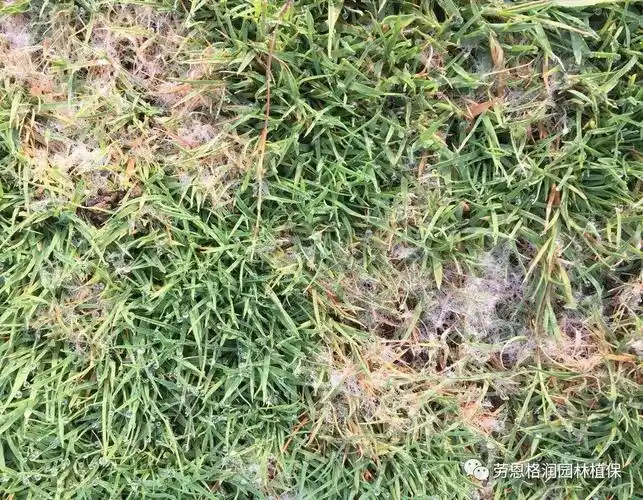 草坪毁灭性病害草坪腐霉枯萎病