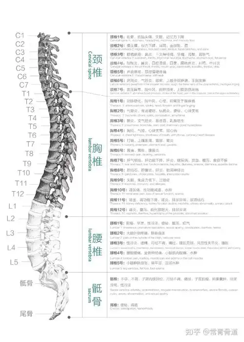 7节颈椎的自白 - 知乎