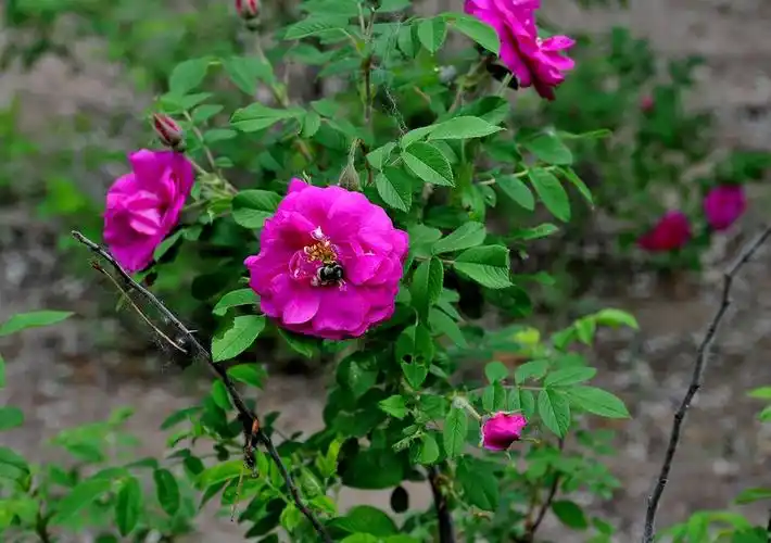 红刺玫种子出售花卉绿化景观种子量大优惠纯新种子庭院易播种