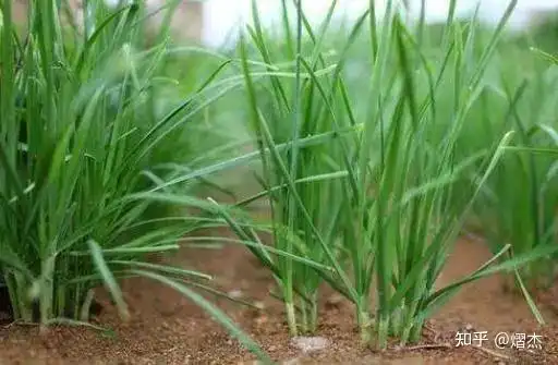 对股市韭菜的心理做个完整剖析