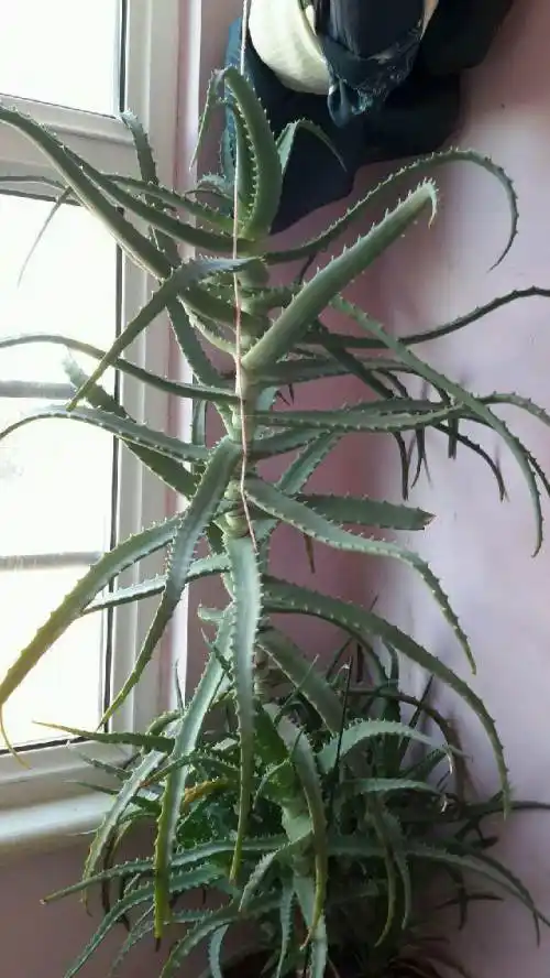 植物龙爪图片(植物图片大全大图) - 养殖日记