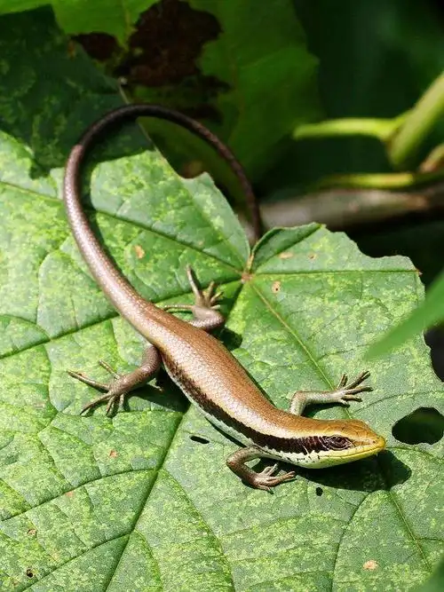 爬行动物——四脚蛇