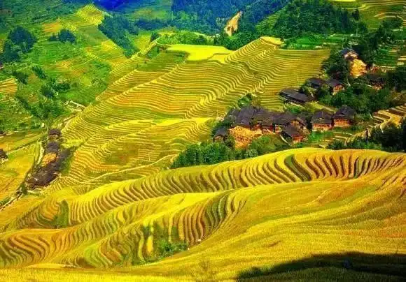 秋天的稻田,一片大好"丰"景