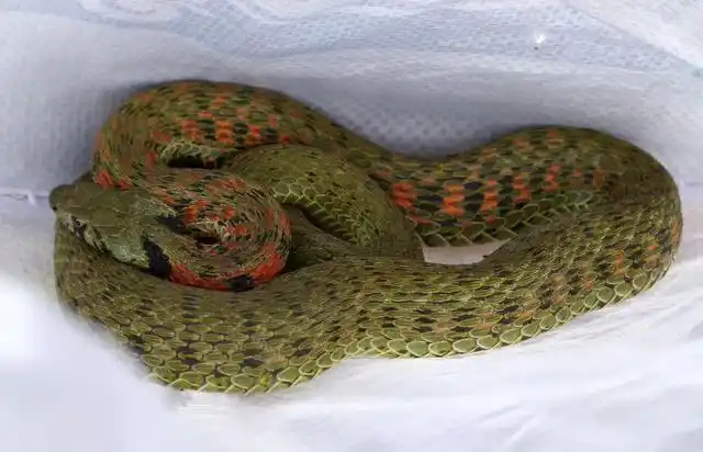 吓人!赤峰一办公楼里惊现鸡冠蛇,色彩斑斓,盘踞在大厅