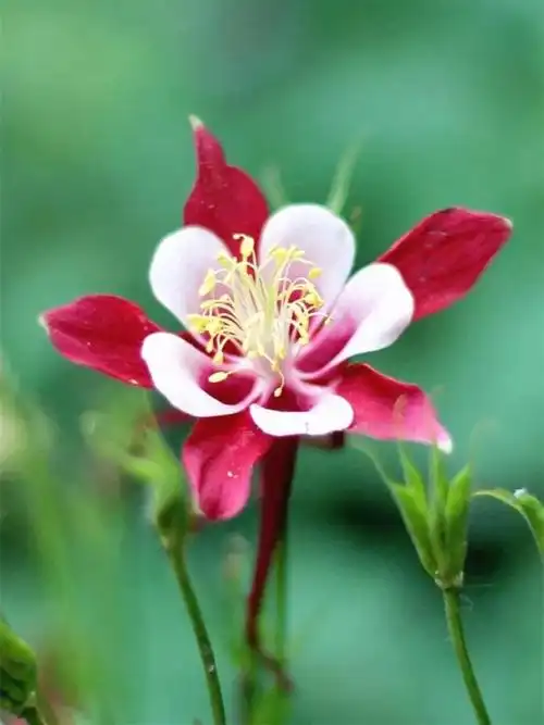 朋友圈晒花简单的句子(花朵美图) - 火句子