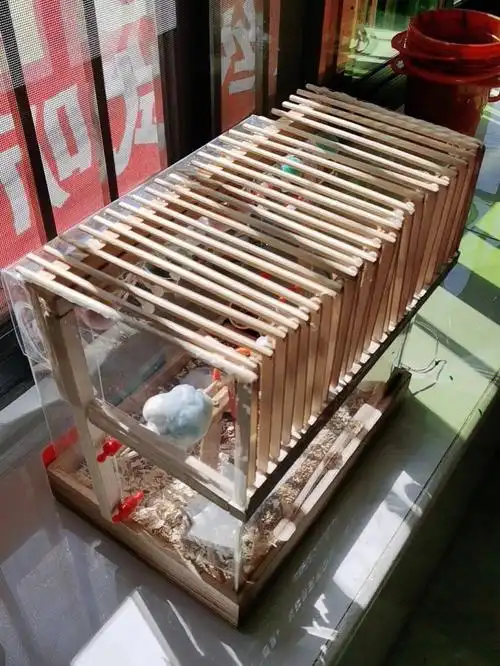 虎皮鹦鹉  #diy手工制作  #自制鹦鹉过冬