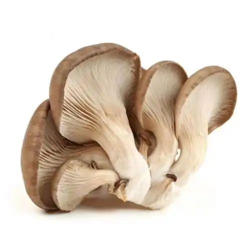 平菇线描绘画素材整理分享