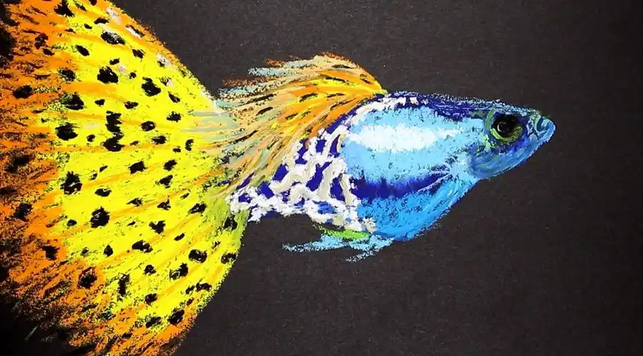 千姿百态的孔雀鱼你养不完,油画棒却能画出你梦中的那一尾_哔哩哔哩