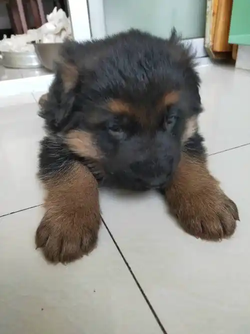 出售小德国牧羊犬