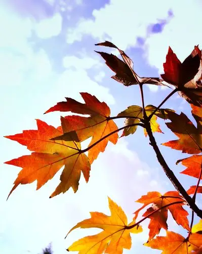 【秋之韵】枫叶红