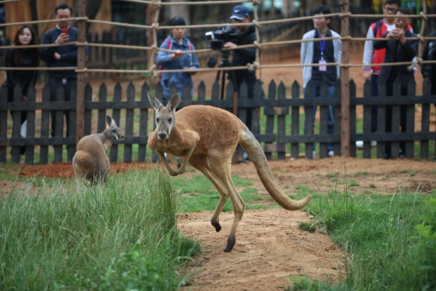 动物拳击健将入住野生动物园 五一去看澳洲袋鼠-云南野生动物园有限