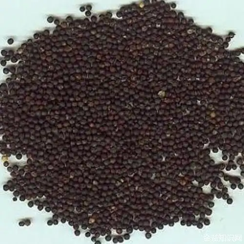 提起白菜和油菜,大部分人都应该不会陌生.