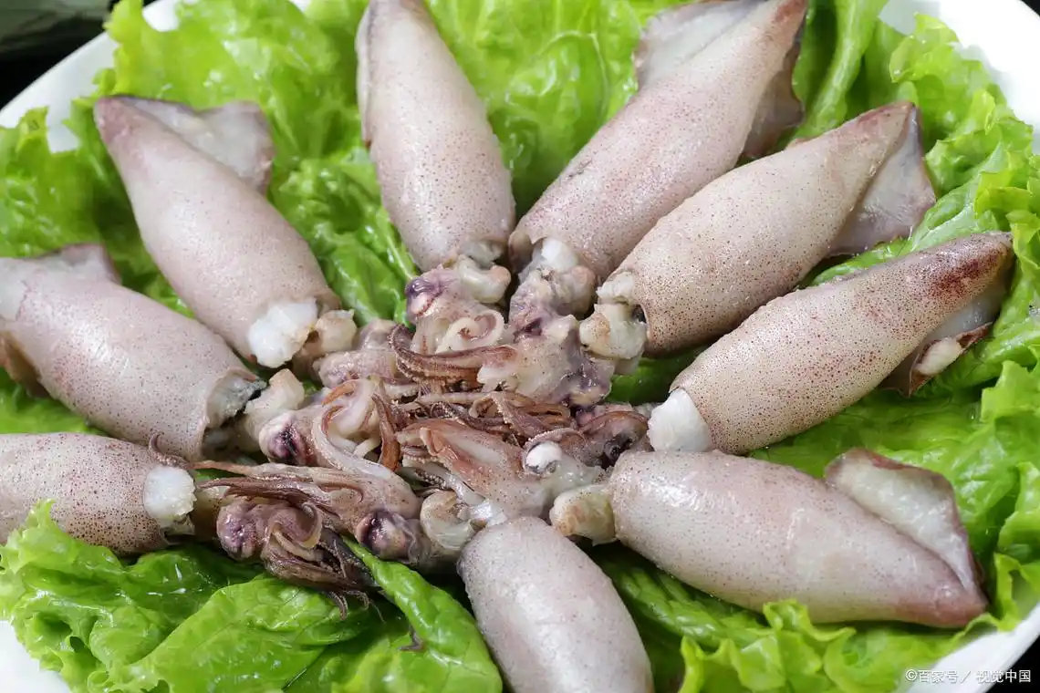 无触手地带鳞乌贼