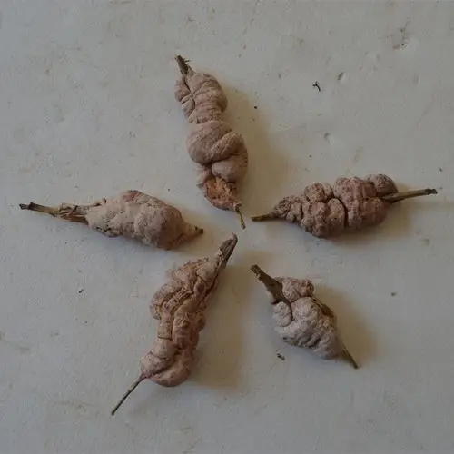 灵芝之家 云南野生竹黄 竹花 竹黄菌 产地批发 一手货源