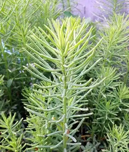 后回家程女士却被朋友告知,她采到的不仅不是黄须菜甚至还有可能有毒