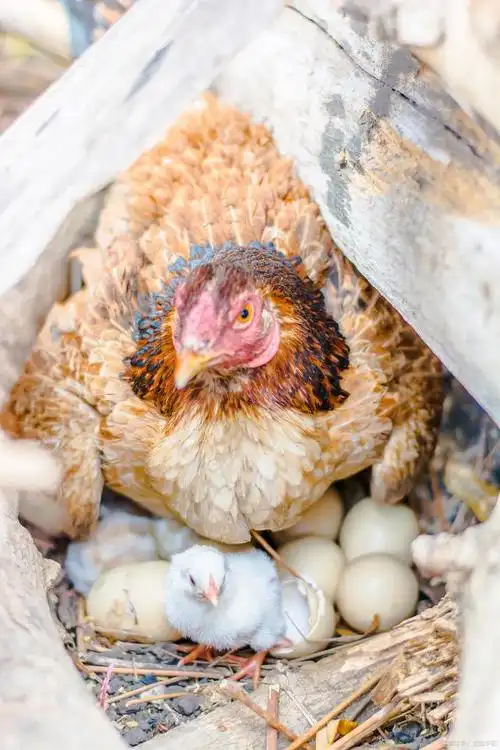 小鸡孵23天不叫不啄壳怎么办