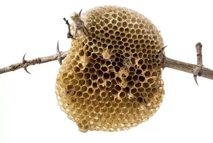 蜂巢图片_蜂巢高清图片_全景视觉