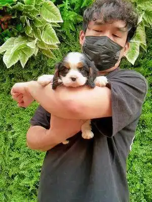 查理王小猎犬 三色小公