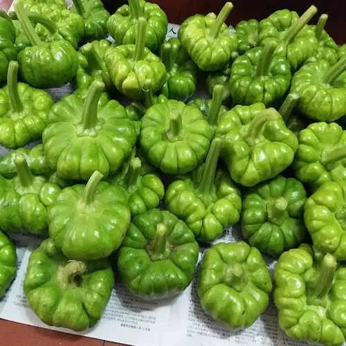 新鲜新品蔬菜特产小麦南瓜云南贝贝