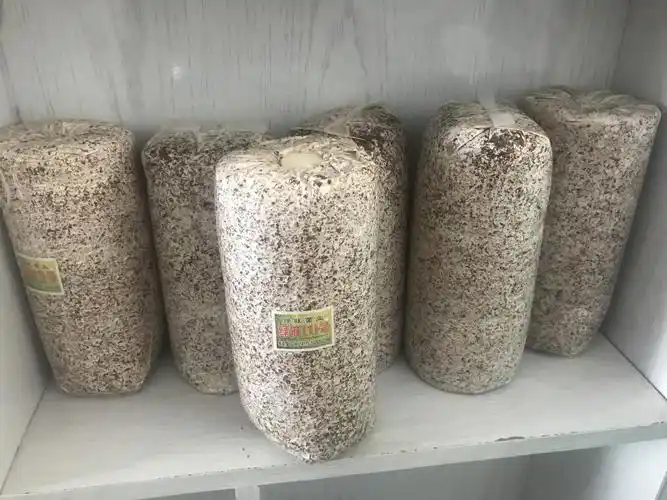 绿旺木耳二级菌种