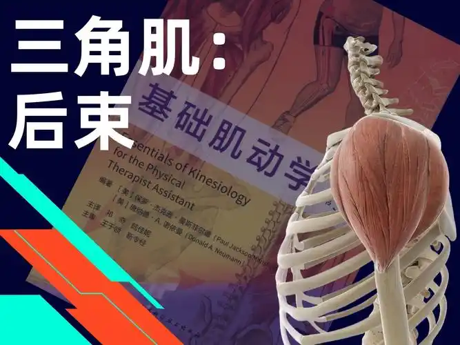 7天讲透肩部训练:三角肌后束