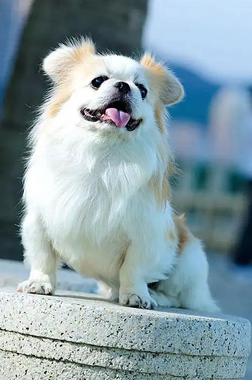 京巴犬图片_图片大全